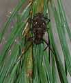 Pine Sawyer beetle 2.jpg