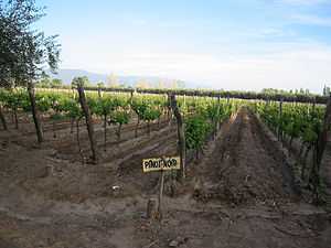 Pinot noir vines in in the Southern Patagonia region, Argentina