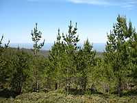 About half a dozen pine trees with upward-pointing branches 15 to 30 metres in height with green needles. The upper half of the background is blue sky.