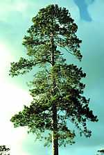 Old tree in Itasca State Park, Minnesota