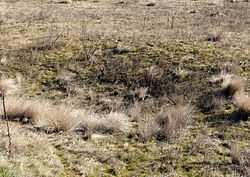 Photograph of flat ground with dry grass and a shallow, round depression