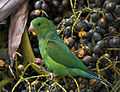 Plain Parakeet (Brotogeris tirica) -eating fruit in tree.jpg