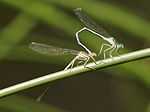 Mating damselflies