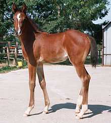A reddish-brown young horse with a white marking down the center of its face, standing sideways but looking at the camera
