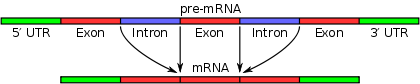 Pre-mRNA is pliced to form of mature mRNA.