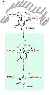 Potential mechanism