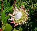 Protea cynaroides 1.jpg