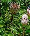 Protea cynaroides 2.jpg