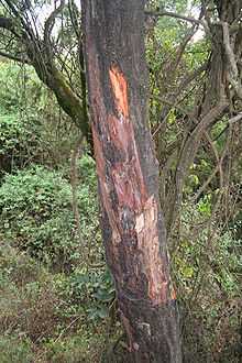 Prunus africana with stripped bark.