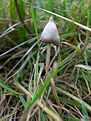 A small conical cream-colored mushroom on a long, spindly stem, amid long grass