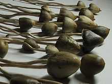 A collection of brown mushrooms laid on a flat surface. The mushrooms' caps are small, conical, and variably rounded. Their stems are long, spindly, and irregular.
