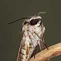 Psilogramma Casuarinae portrait.jpg