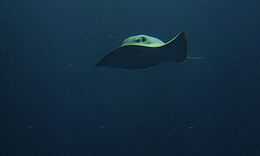 front view of a swimming stingray, with one of its wingtips flipped up