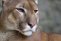 A cougar looks to its left