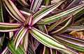 Purple-edged flora at Pangil River.jpg