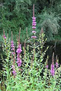 Plants reaching as high as about 3 feet (1 m) grow near water on the edge of a forest. The plants' central stems have rings of purple flowers that, taken together, make the stems look like purple cones.