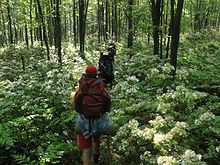 Rear view of four hikers with large backpacks on a narrow trail through green bushes with bright white flowers. There is dappled sunlight and small tree trunks rise in the background.