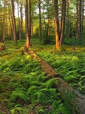 A fallen tree lies in green ferns with sunlit dappled trees behind