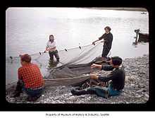 Men and women hauling a fishing net onto a beach on the Quileute Indian Reservation