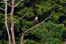 Photo of a large dead tree with a white-headed eagle on one branch, and lush green foliage in the background.