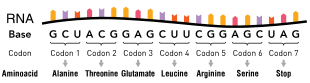 Codon position diagram