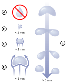Diagram showing that very small rain drops are almost spherical in shape. As drops become larger, they become flattened on the bottom, like a hamburger bun. Very large rain drops are split into smaller ones by air resistance which makes them increasingly unstable.