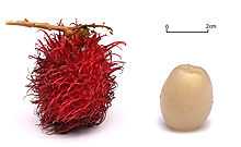 Rambutan white background alt.jpg