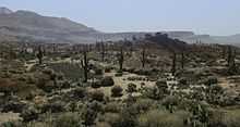 A small field, filled with cacti, rocks and grass. Mountains are clearly visible in the distance.