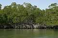 Red mangrove trees at water edge.jpg