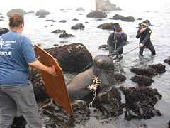 Photo of women holding board in foreground, two wet-suited men standing knee-deep in water, behind seal caught in net