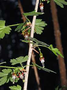 Ribes divaricatum 5391.JPG