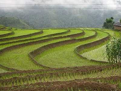 Rice Fields in Jamuna, Nepal.jpg