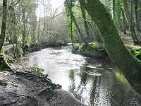 The River Lemon flowing through Bradley Woods