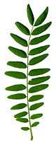 Robinia pseudacacia leaf