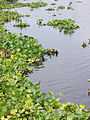 Roodeplaat Dam-Water Hyacinths-02.jpg