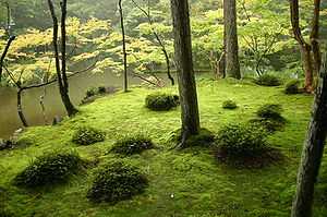 Moss covered ground among trees in front of a pond.