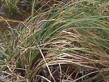 Santa Barbara sedge situated on flooded ground