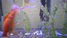 A live feed from a camera pointed at a fish tank with multiple stream encoding qualities