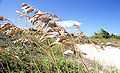 Sea oats-01.JPG