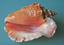 Large shell with flared lip, viewed facing the opening, which is glossy and tinted with shades of pink and apricot