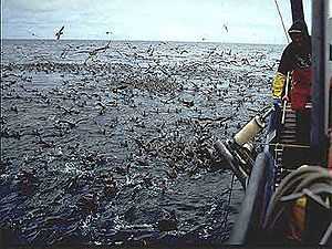 Photo of thousands of birds feeding at water surface next to fishing boat