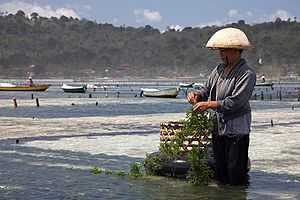 A person stands in shallow water, gathering seaweed that has grown on a rope.