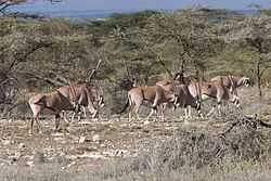 Shaba Kenya Antelope.jpg