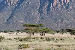 Shaba Kenya below the mountains.jpg