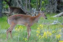 Two red-brown colored deer graze among yellow flowers in a meadow.