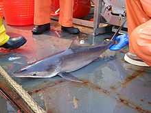 a shark, smaller than the adults previously shown but otherwise similar, lying on the deck of a ship