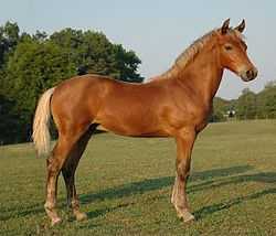 a young, light reddish-brown horse with a blond-colored mane, facing right, standing on a green lawn without any visible equipment