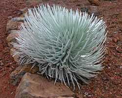  Silversword