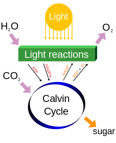 A diagram of photosynthesis processes, including income of water and carbon dioxide, illumination and release of oxygen. Reactions produce ATP and NADPH in a Calvin cycle with a sugar as a by product.