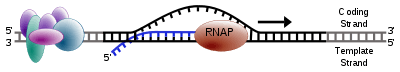 RNA polymerase moving along a stretch of DNA, leaving behind newly synthetized strand of RNA.